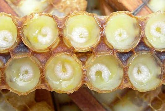 Royal jelly helps to accelerate the growth of the penis